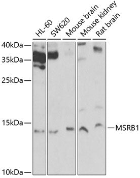 MSRB1 Rabbit pAb