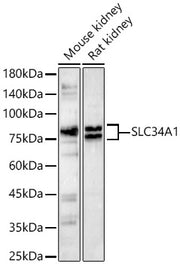 SLC34A1 Rabbit pAb