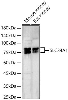 SLC34A1 Rabbit pAb