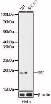[KO Validated] SRI Rabbit pAb
