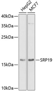 SRP19 Rabbit pAb