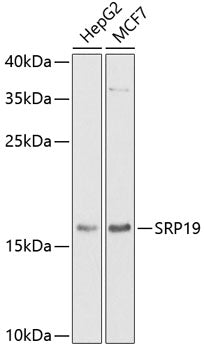 SRP19 Rabbit pAb