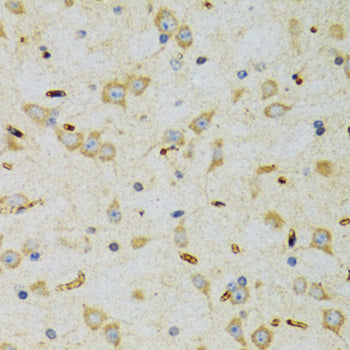 SRP19 Rabbit pAb