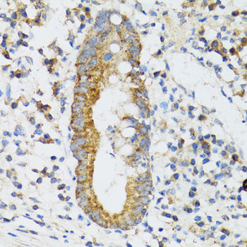 SRP19 Rabbit pAb