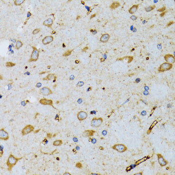 SRP19 Rabbit pAb