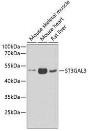 ST3GAL3 Rabbit pAb