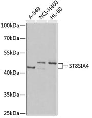 ST8SIA4 Rabbit pAb
