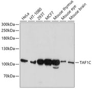 TAF1C Rabbit pAb