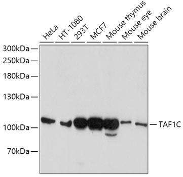 TAF1C Rabbit pAb