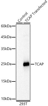 TCAP Rabbit pAb