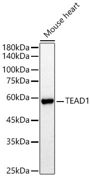 TEAD1 Rabbit pAb