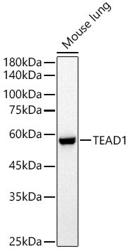 TEAD1 Rabbit pAb