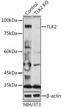[KO Validated] TLK2 Rabbit pAb