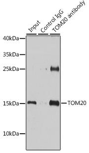 TOM20 Rabbit pAb