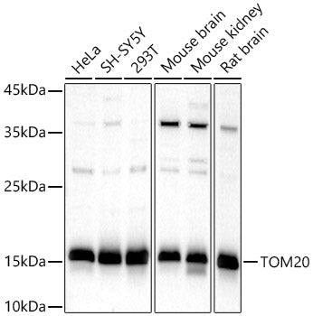 TOM20 Rabbit pAb
