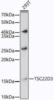 TSC22D3 Rabbit pAb
