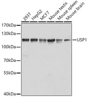 USP1 Rabbit pAb