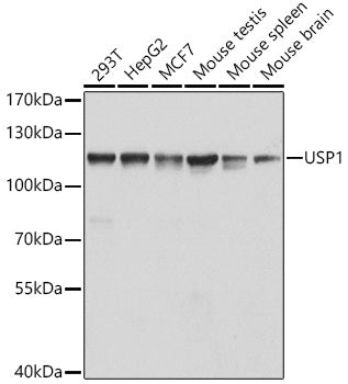 USP1 Rabbit pAb