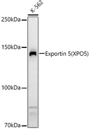 Exportin 5 (XPO5) Rabbit pAb