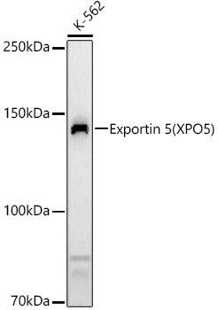 Exportin 5 (XPO5) Rabbit pAb