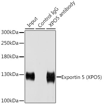 Exportin 5 (XPO5) Rabbit pAb