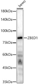 ZBED1 Rabbit pAb
