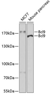 Bcl9 Rabbit pAb