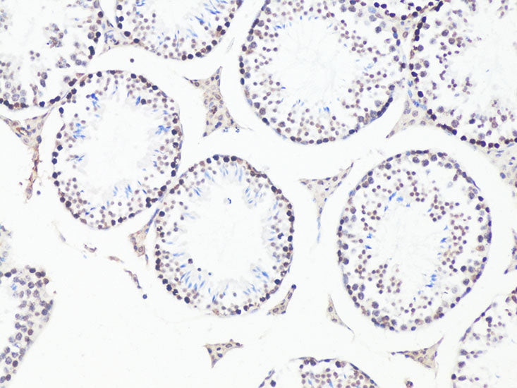 Bcl9 Rabbit pAb