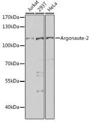 Argonaute-2 Rabbit pAb