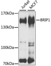 BRIP1 Rabbit pAb