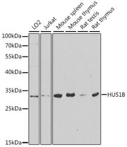 HUS1B Rabbit pAb