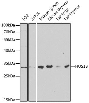 HUS1B Rabbit pAb