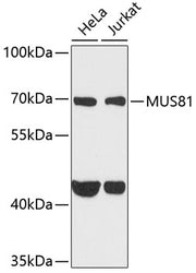 MUS81 Rabbit pAb
