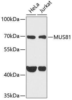 MUS81 Rabbit pAb