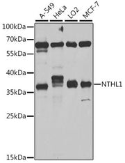 NTHL1 Rabbit pAb