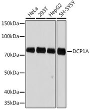 DCP1A Rabbit mAb