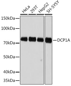 DCP1A Rabbit mAb