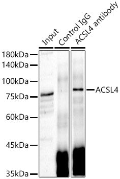 ACSL4 Rabbit pAb