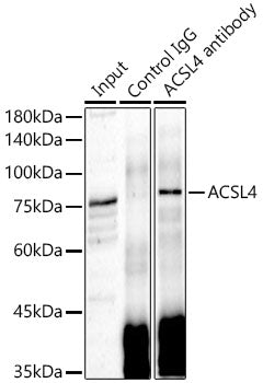 ACSL4 Rabbit pAb