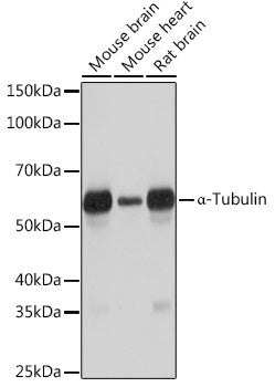 α-Tubulin Rabbit mAb