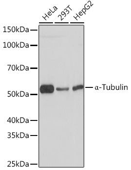 α-Tubulin Rabbit mAb
