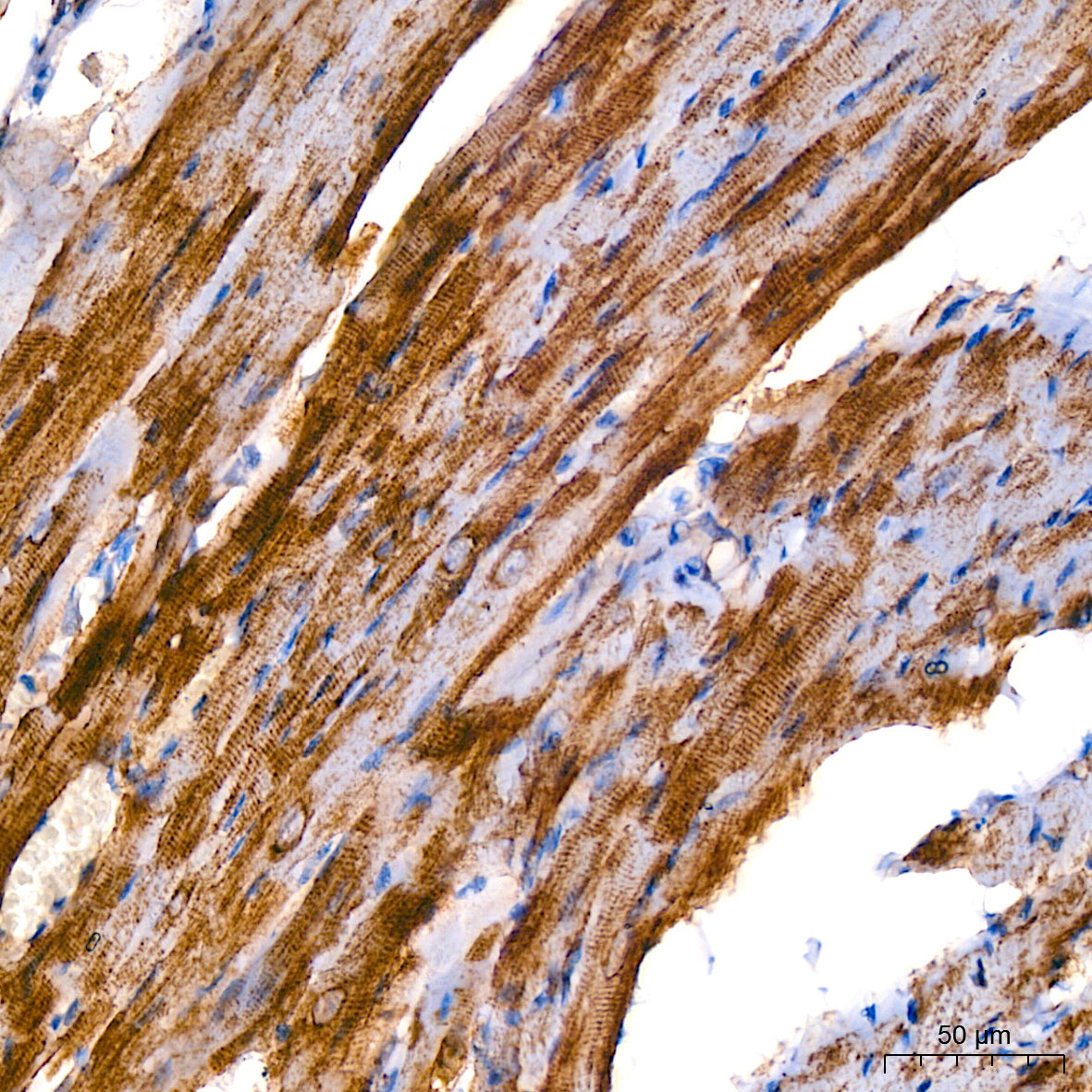 α-Tubulin Rabbit mAb