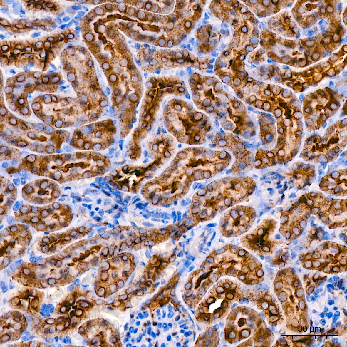 α-Tubulin Rabbit mAb