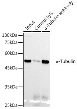 α-Tubulin Rabbit mAb
