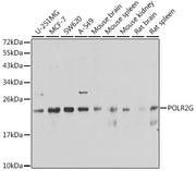 POLR2G Rabbit pAb