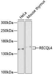 RECQL4 Rabbit pAb