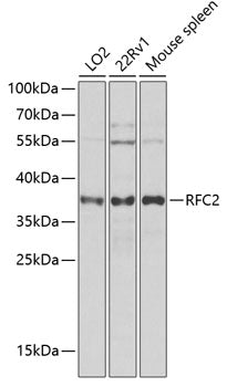 RFC2 Rabbit pAb