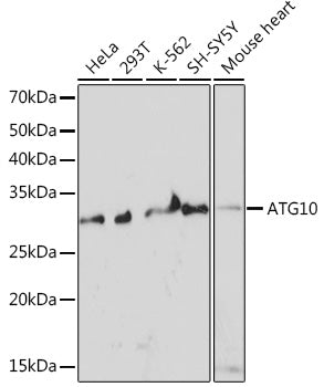 ATG10 Rabbit mAb