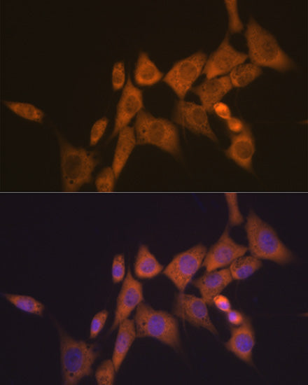 ATG10 Rabbit mAb