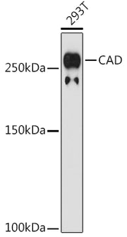 CAD Rabbit mAb